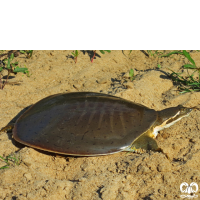 خانواده لاکپشت‌های لاک نرم Trionychidae